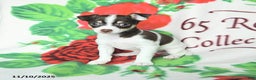 Chihuahua dogs for sale: Simon - Ad 3
