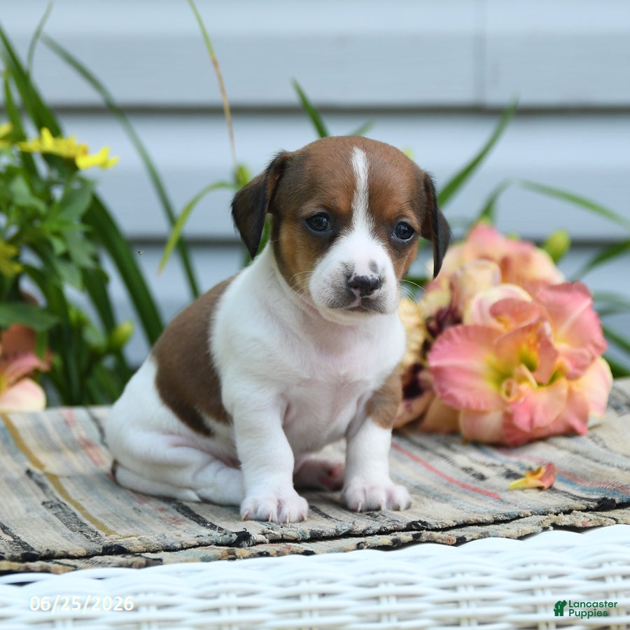 Chiweenie dogs Hero - Ad 1