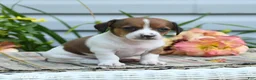 Chiweenie dogs for sale: Hero - Ad 1