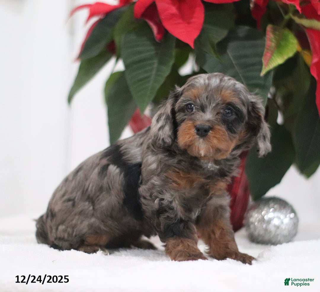 Cavapoo dogs for sale: Pesto - Ad 5