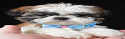 Shih Tzu dogs for sale: Travis - Ad 7