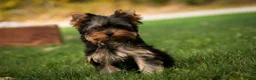 Yorkshire Terrier dogs for sale: Damon Yorkshire Terrier  - Ad 9