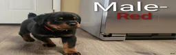 Rottweiler dogs for sale: Rottweiler- Male Red - Ad 2