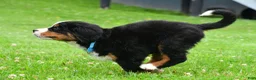 Bernese Mountain Dog dogs for sale: Ned - Ad 12