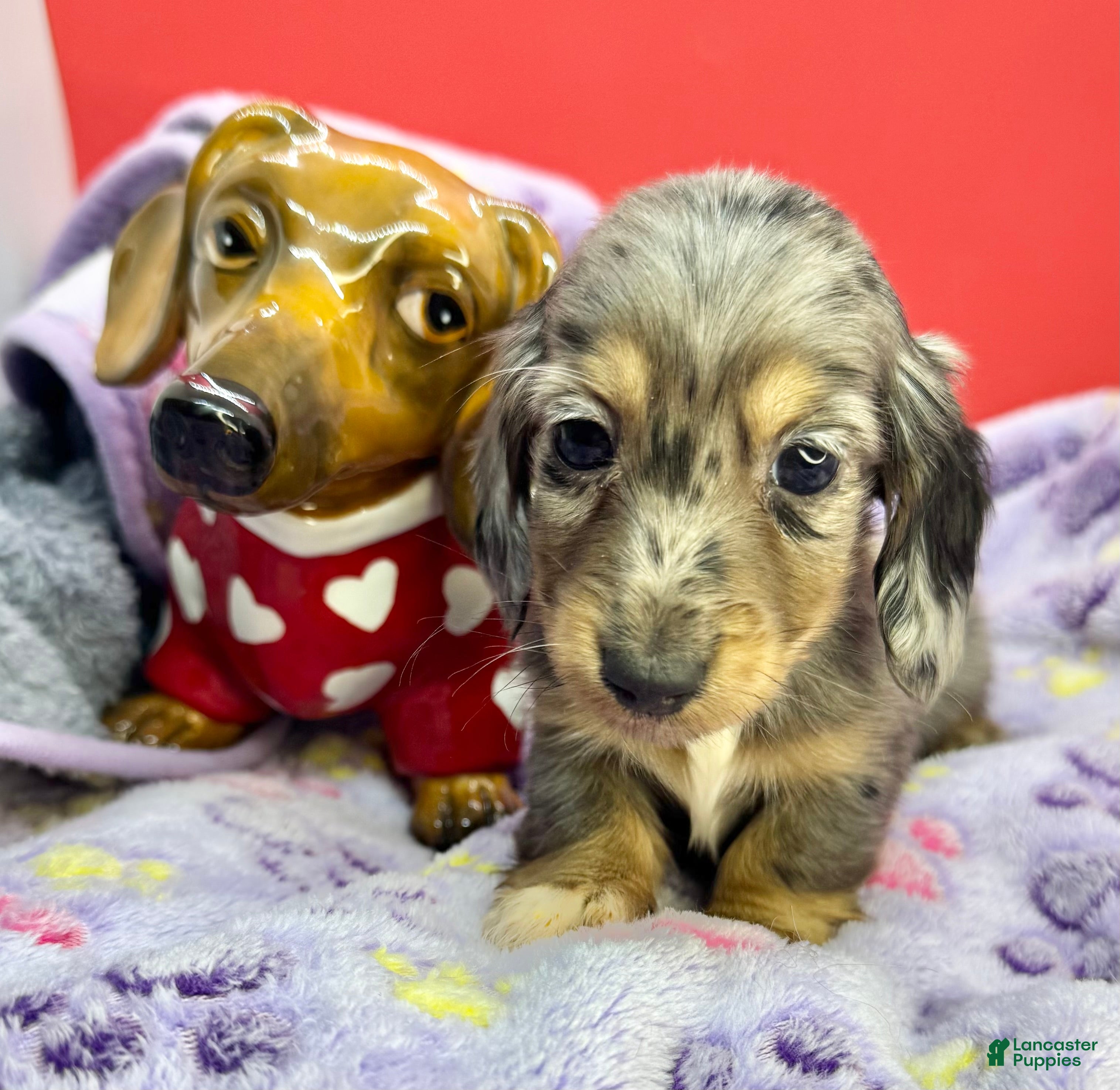 Miniature Dachshund dogs Dapple - Ad 27