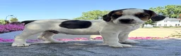 Beabull dogs for sale: Baxter - Ad 8