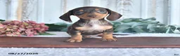 Miniature Dachshund dogs for sale: Mocha - Ad 1
