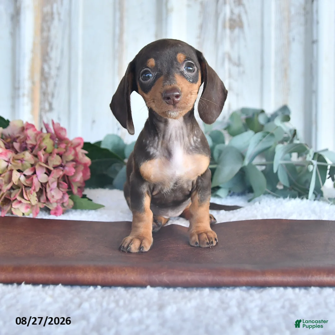 Miniature Dachshund dogs for sale: Mocha - Ad 1