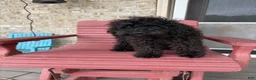 Cavapoo dogs for sale: Elsa - Ad 5