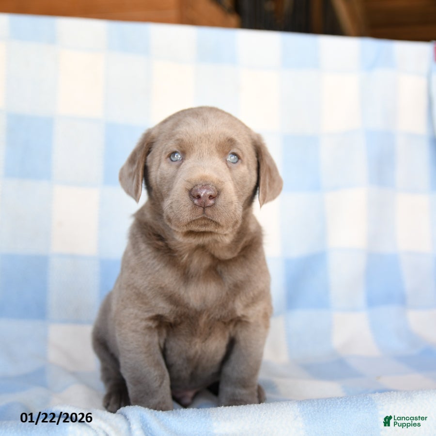 Labrador Retriever dogs Grayson - Ad 17
