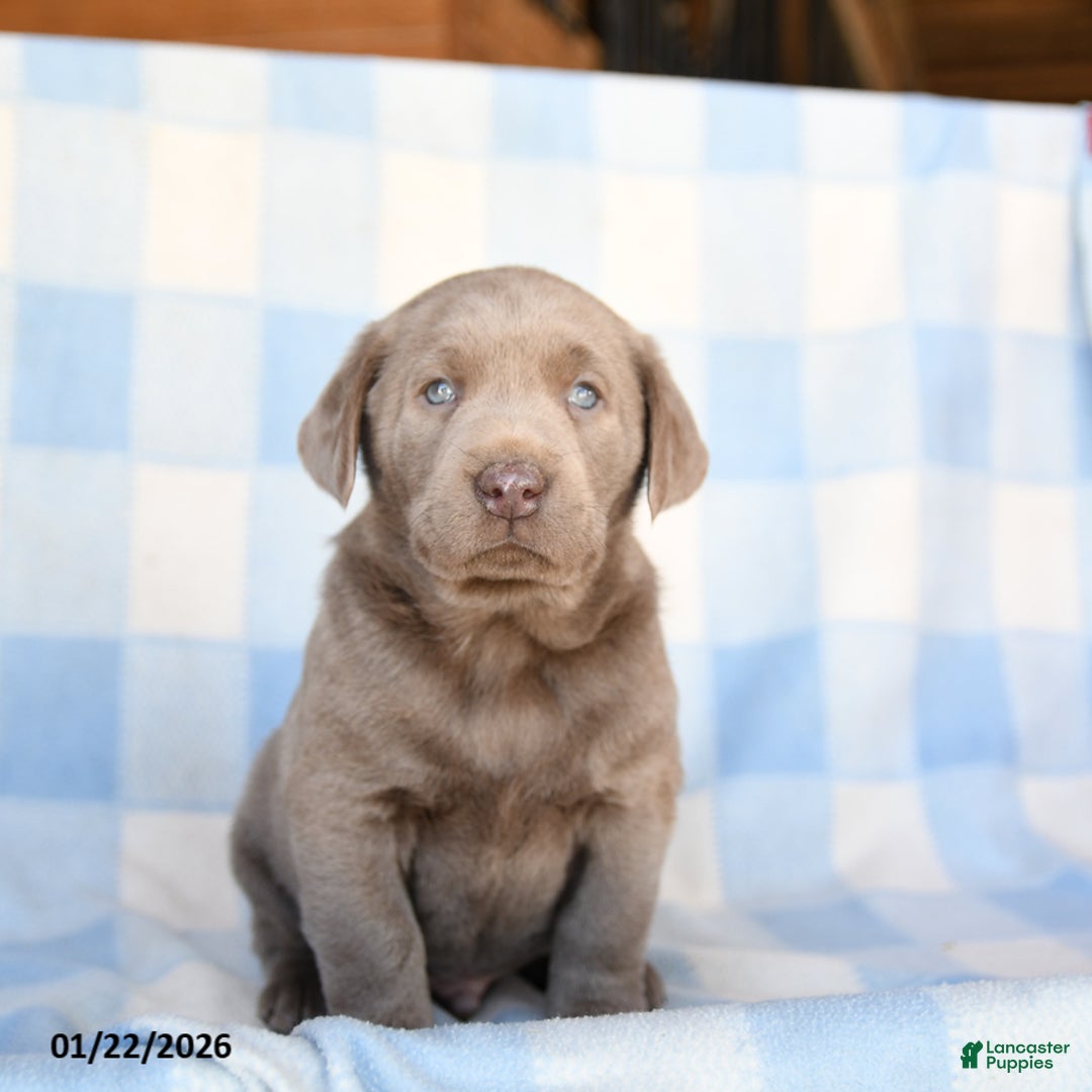 Labrador Retriever dogs for sale: Grayson - Ad 1