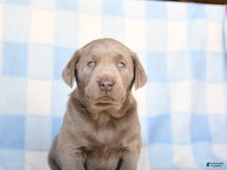 Labrador Retriever dogs Grayson - Ad 17
