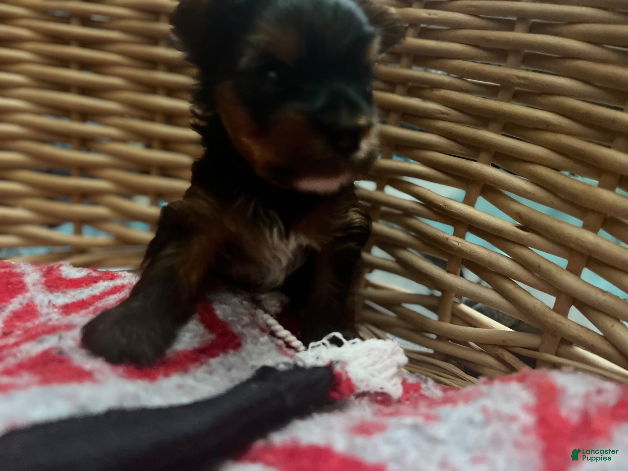 Yorkiepoo dogs Yorkiepoo Puppy 4 - Ad 1