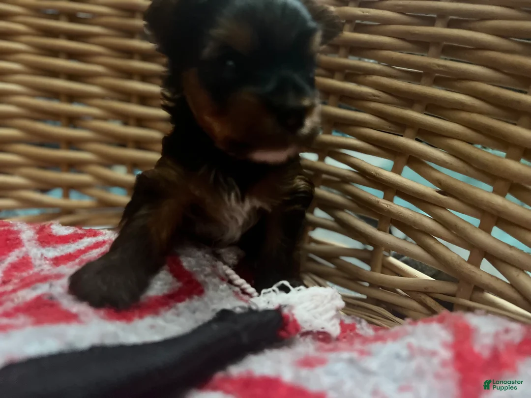 Yorkiepoo dogs for sale: Yorkiepoo Puppy 4 - Ad 1