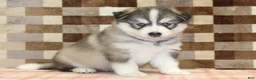 Pomsky dogs for sale: Wrigley - Ad 4