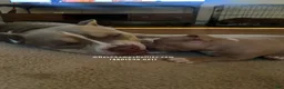 American Bully dogs for sale: American Bully 2 - Ad 29