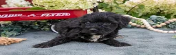 Miniature Schnauzer dogs for sale: Kristy - Ad 3