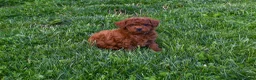Miniature Poodle dogs for sale: Dustin 💕🐶 - Ad 15