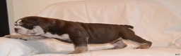 English Bulldog dogs for sale: Bandit (Chocolate Trindle) - Ad 5