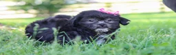 Shih Tzu dogs for sale: Brie - Ad 10