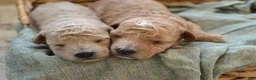Maltipoo dogs for sale: Ginger - Ad 7