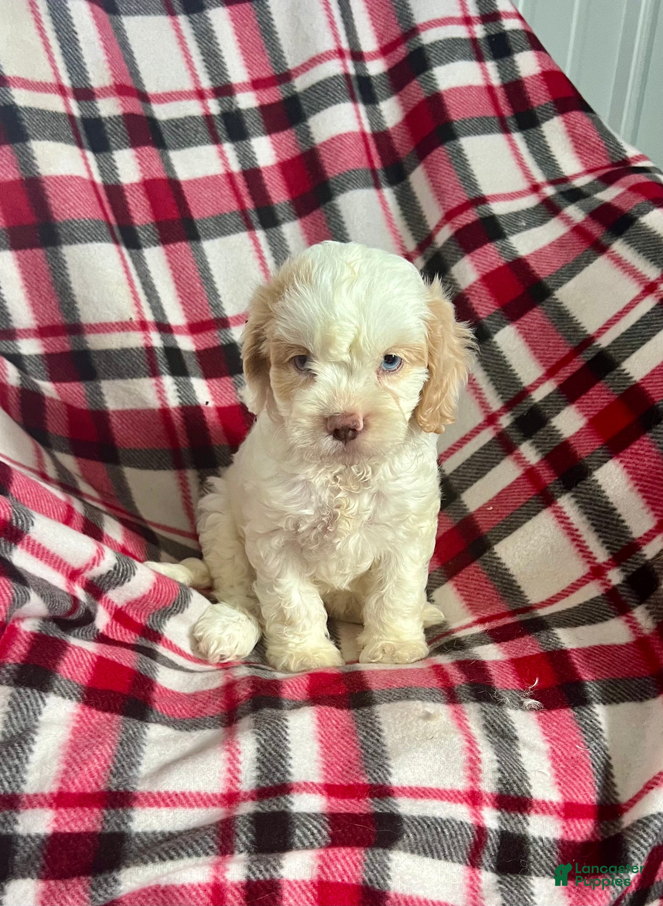 Cavapoo dogs Trudy Kay-Girl-Cavapoo  - Ad 1
