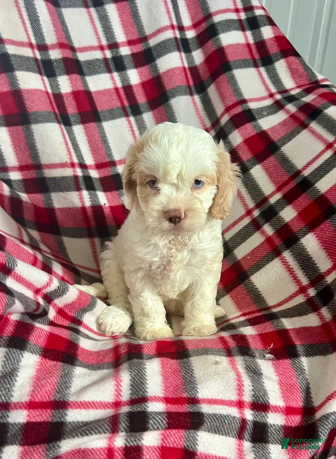 Cavapoo dogs for sale: Trudy Kay-Girl-Cavapoo  - Ad 1