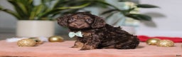 Cockapoo dogs for sale: Leo - Ad 2