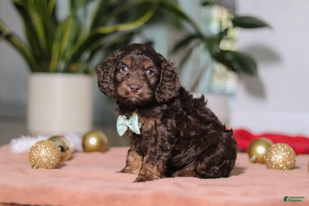 Cockapoo dogs for sale: Leo - Ad 2