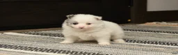 Pomeranian dogs for sale: Koda - Ad 3