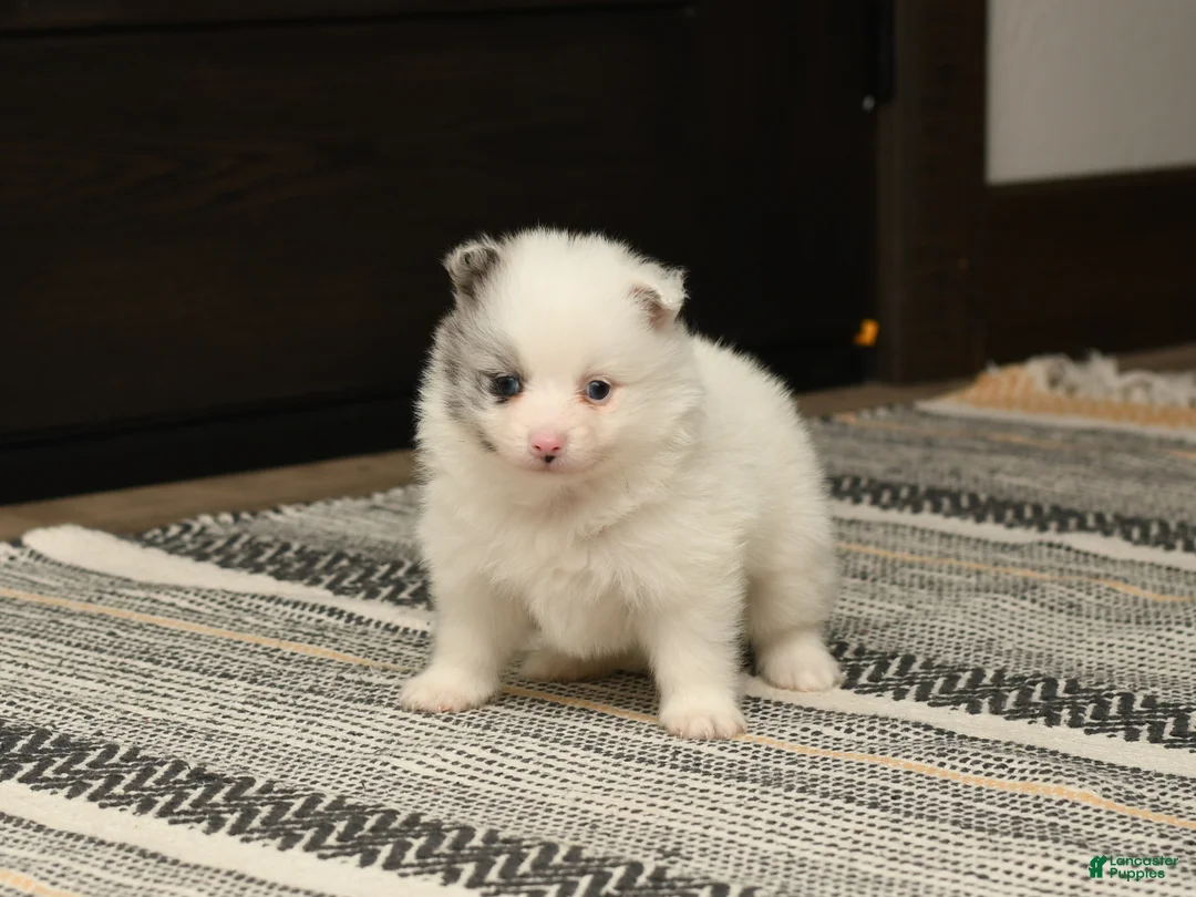 Pomeranian dogs for sale: Koda - Ad 3