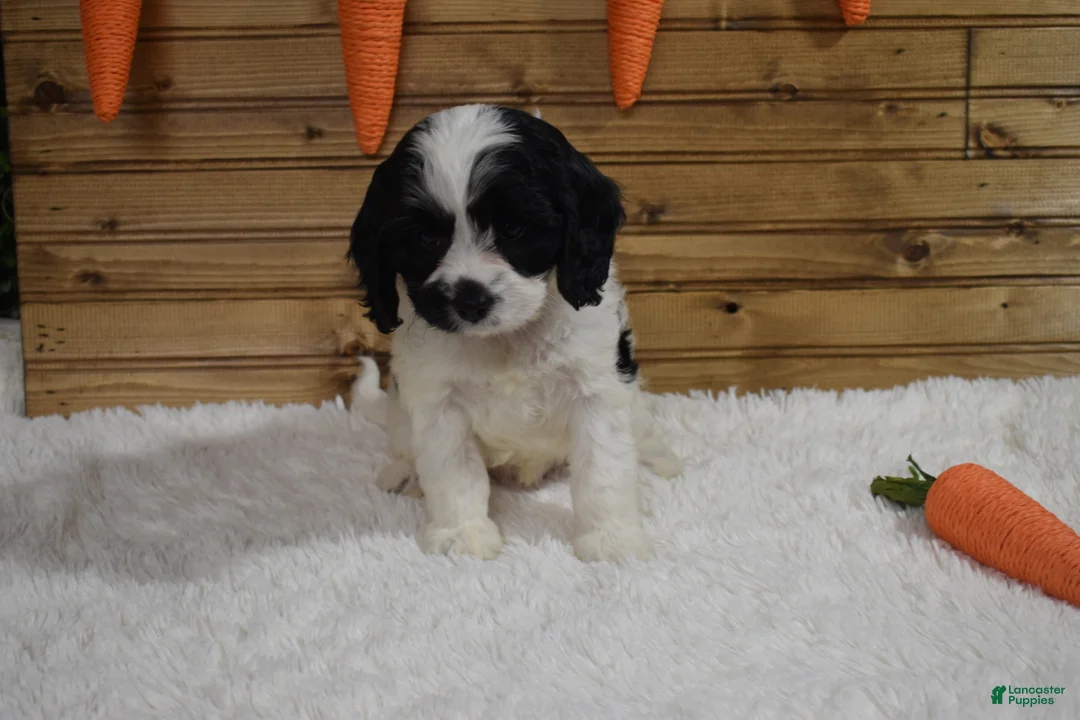 Cavapoo dogs for sale: Brandy - Ad 2