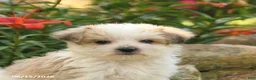Morkie dogs for sale: Firefly - Ad 3