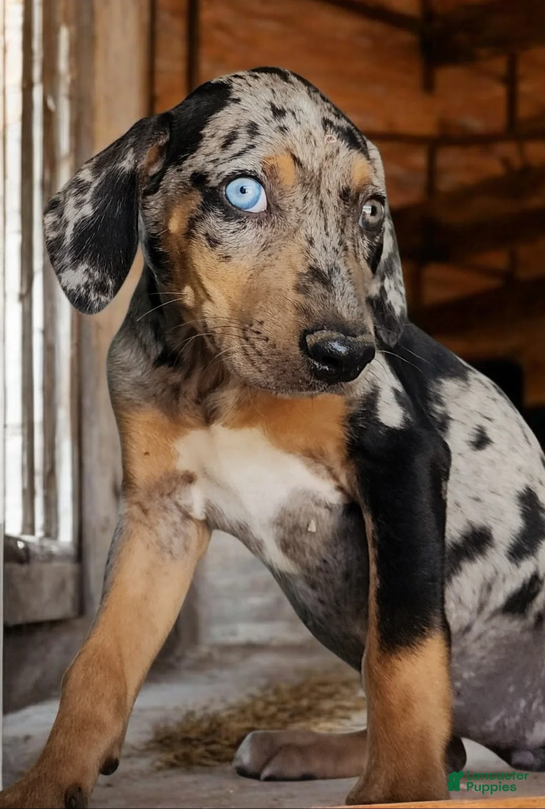 Catahoula Leopard Dog dogs for sale: Jesse 2026 F5 - Ad 2
