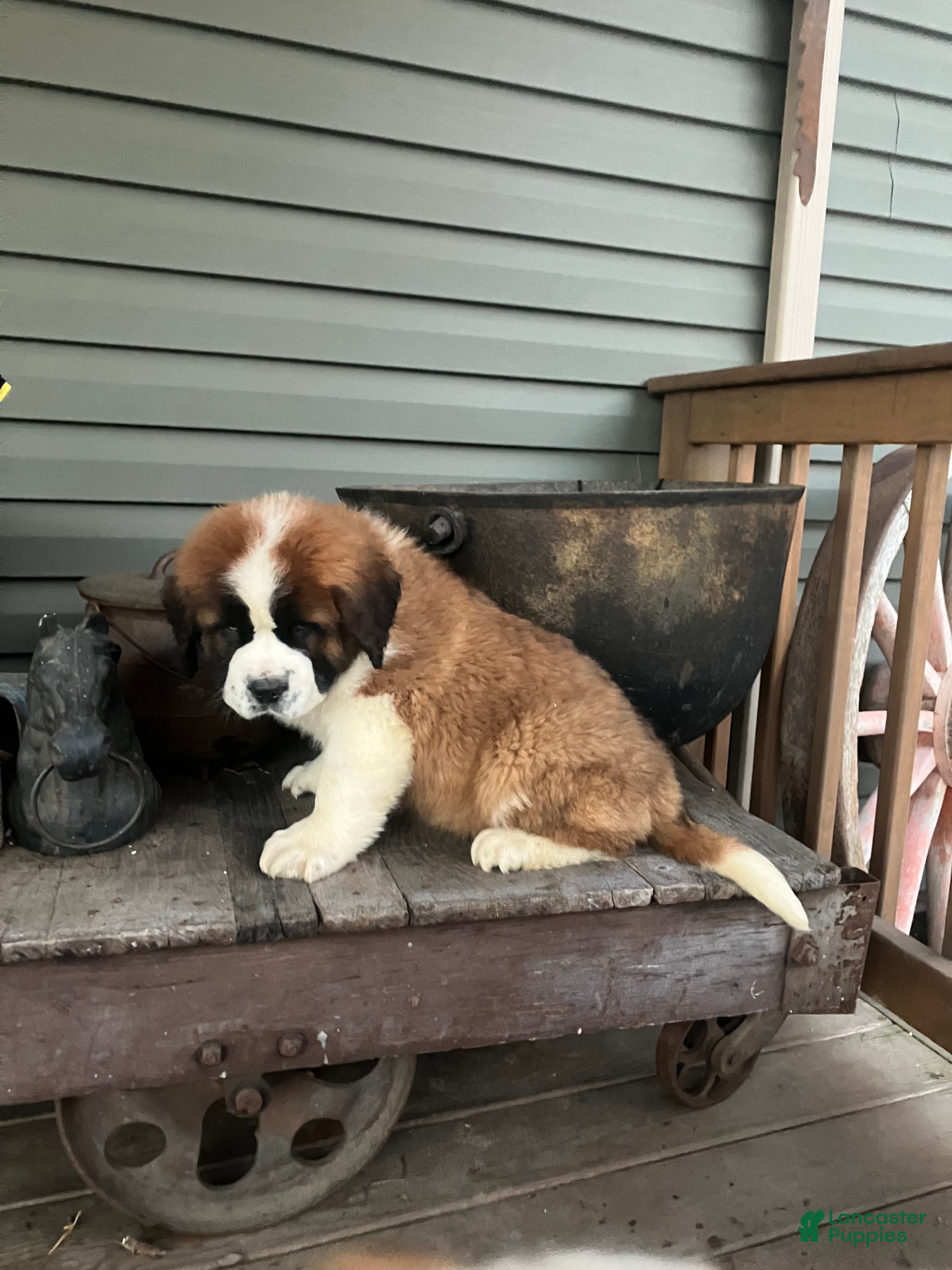 Saint Bernard dogs Saint Bernard Puppy 5 - Ad 32