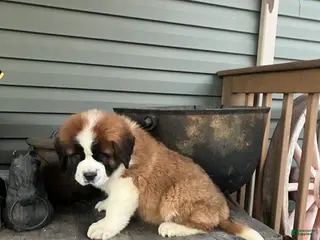 Saint Bernard dogs Saint Bernard Puppy 5 - Ad 32