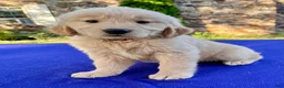 Golden Retriever dogs for sale: Strawberry - Ad 1