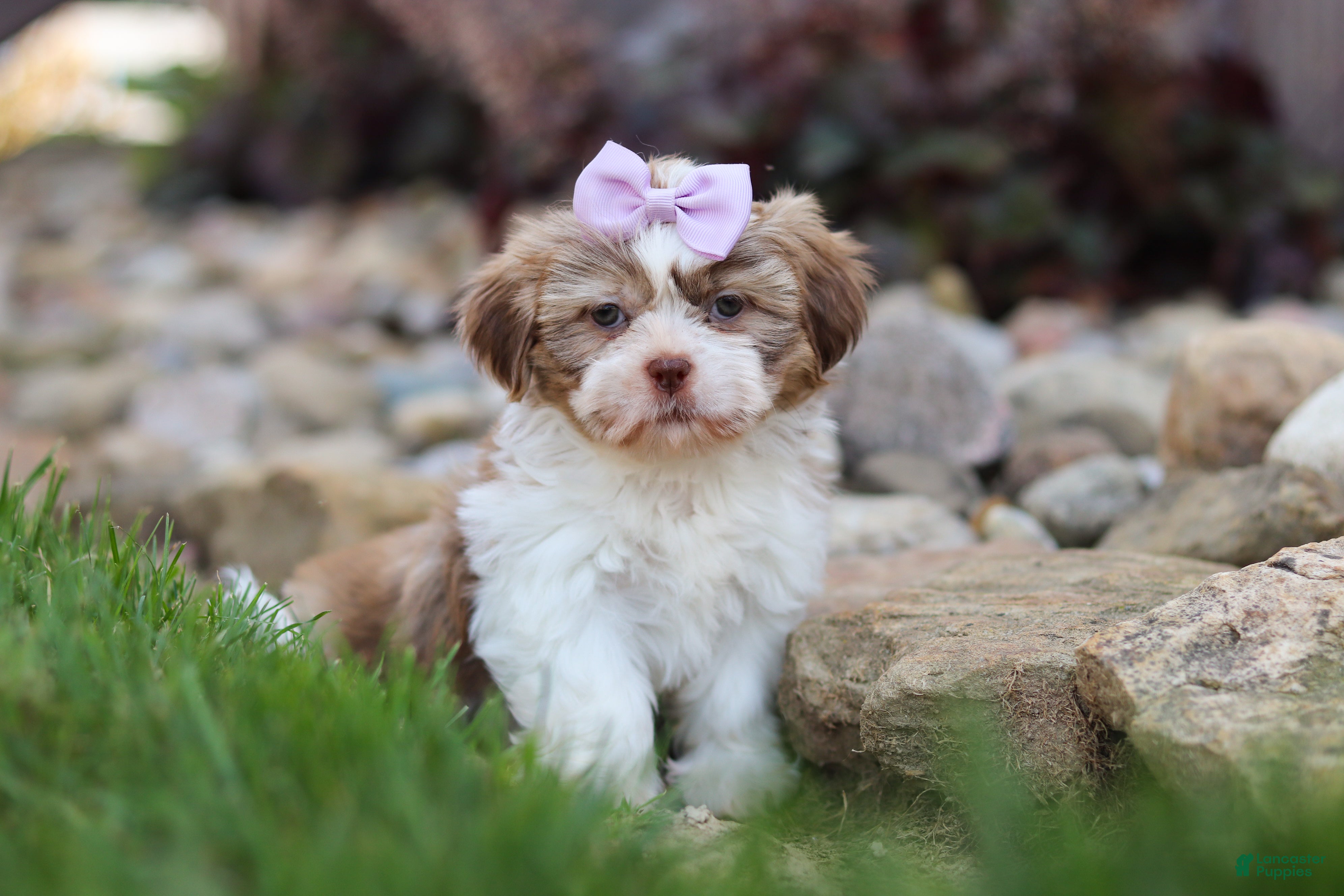 Shih Tzu dogs for sale: Ember - Ad 1