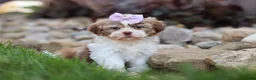 Shih Tzu dogs for sale: Ember - Ad 1