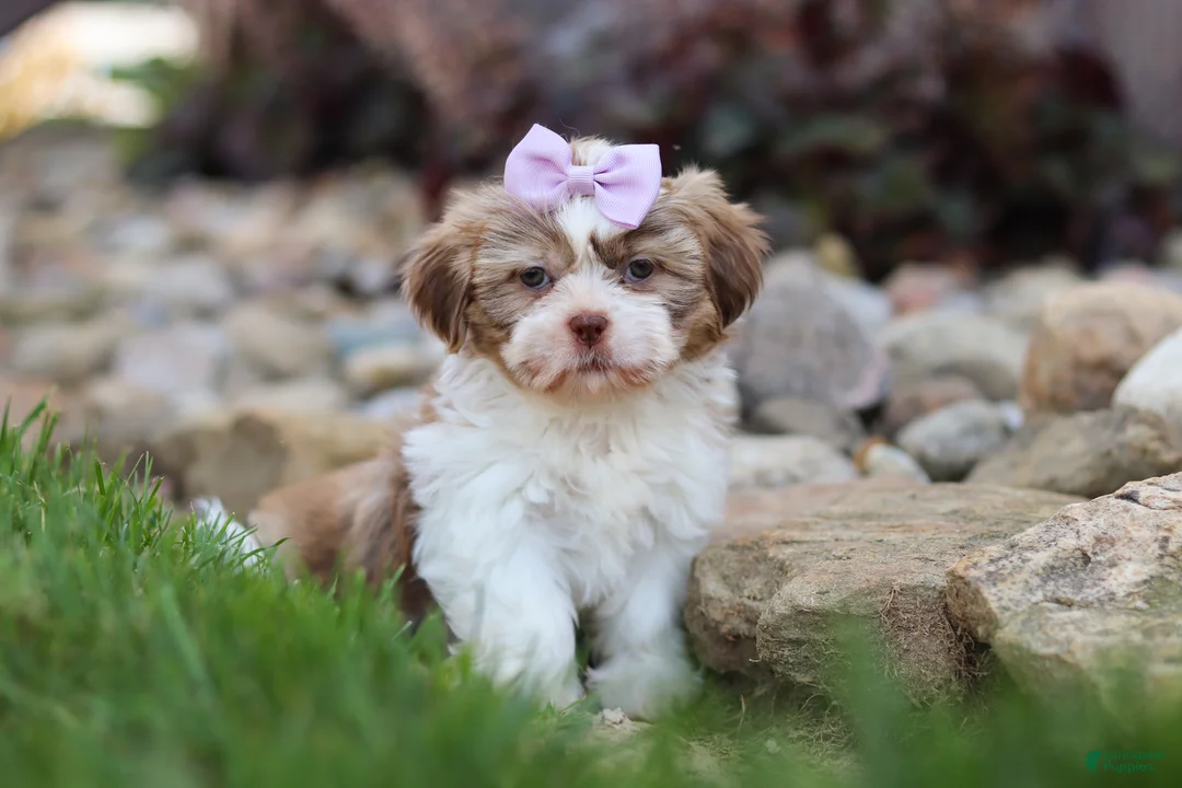 Shih Tzu dogs for sale: Ember - Ad 1