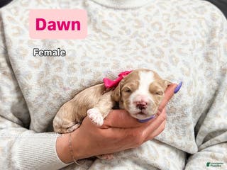 Mixed Breed dogs Dawn - Ad 38
