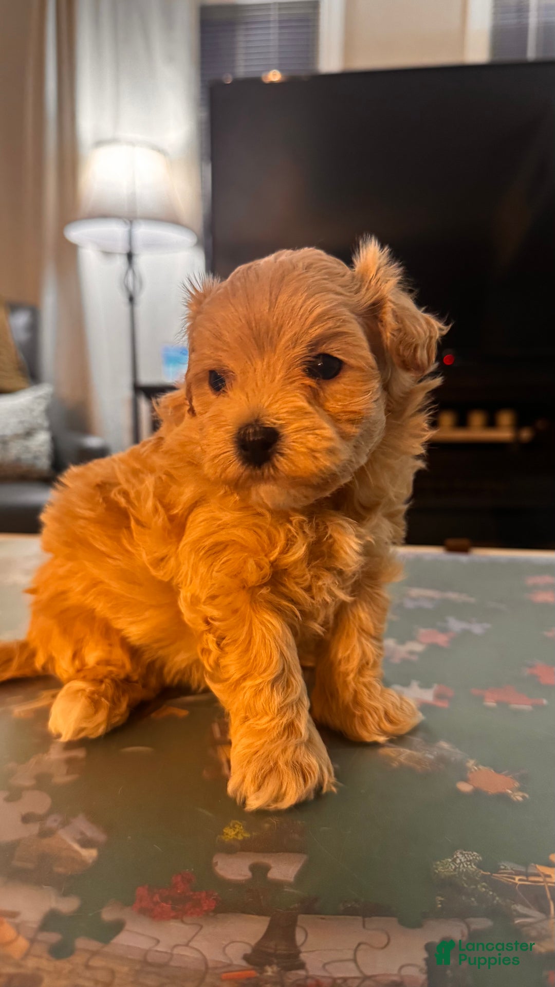 Maltipoo dogs for sale: Maltipoo Puppy 2 - Ad 3