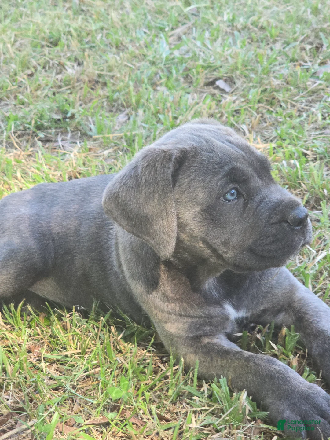 Cane Corso dogs for sale: Cane Corso Puppy 5 - Ad 2