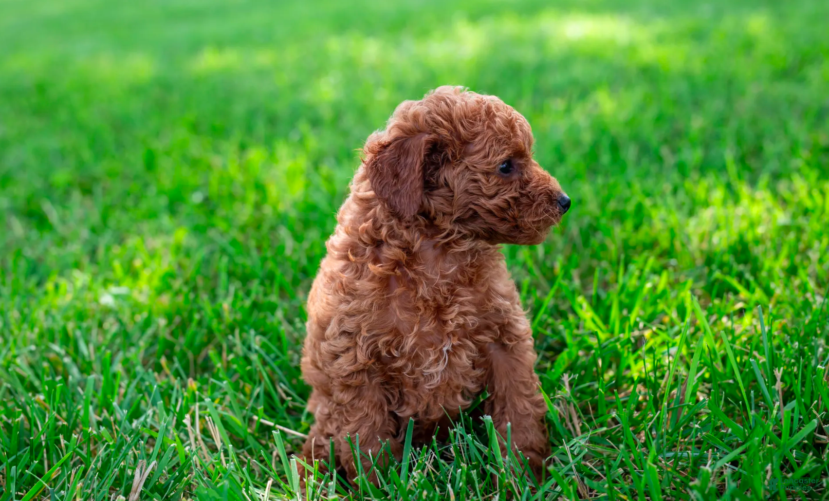 Toy Poodle dogs for sale: Peto - Ad 4