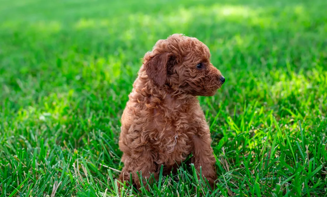 Toy Poodle dogs for sale: Peto - Ad 1