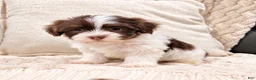 Havanese dogs for sale: Mitzi - Ad 5