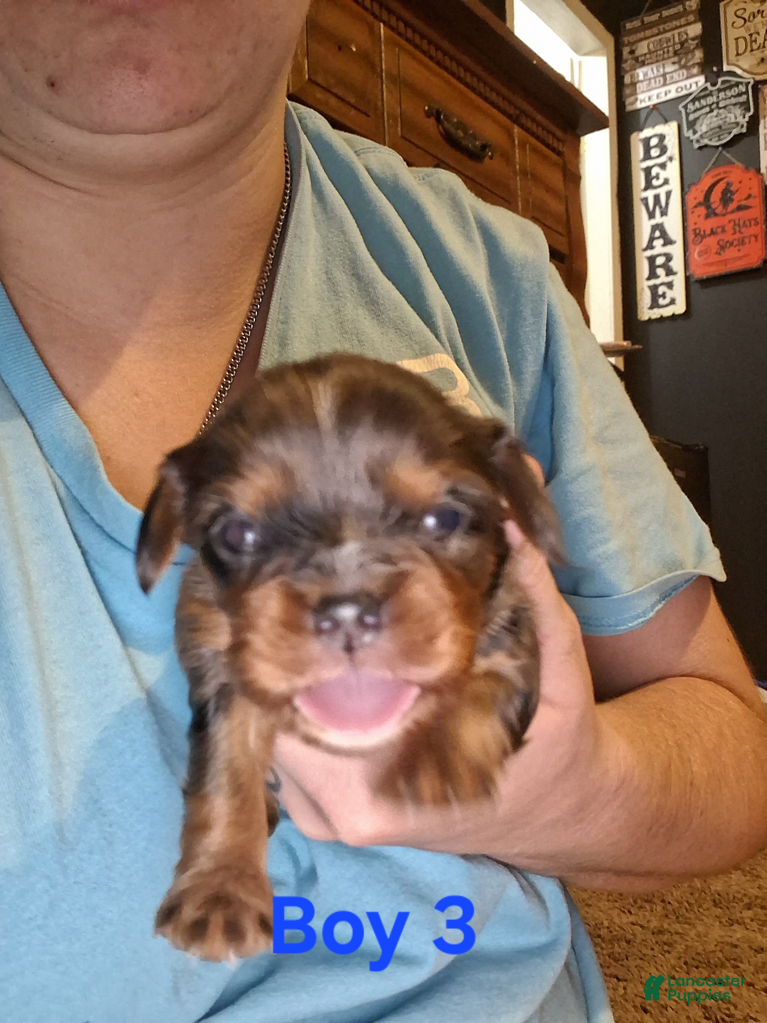 Cavalier King Charles Spaniel dogs Prince Louis - Ad 28