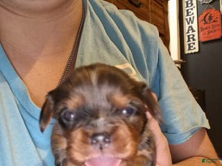 Cavalier King Charles Spaniel dogs Prince Louis - Ad 34