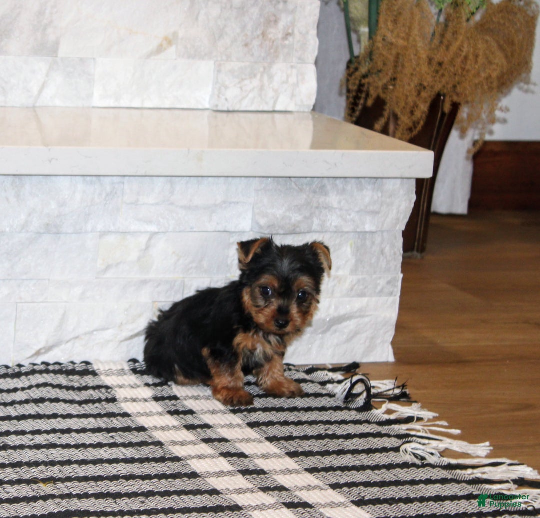 Yorkshire Terrier dogs for sale: Radar - Ad 2