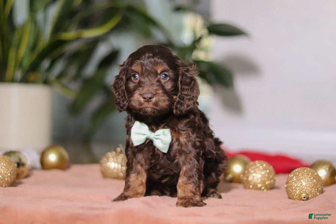 Cockapoo dogs for sale: Leo - Ad 3